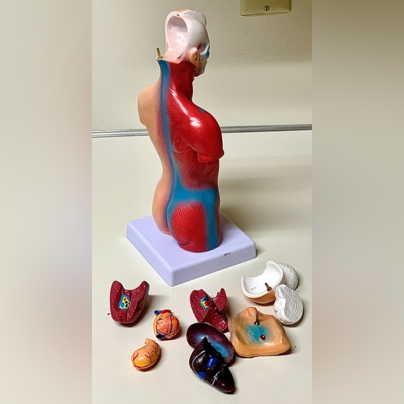 11” Biological Anatomy & Physiology Miniature Human Torso Removable Organ Model - Picture 14 of 16
